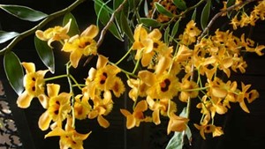 L'orchidée, trait de culture des hanoiens