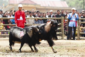 La fête des combats de boucs à Hoàng Su Phi