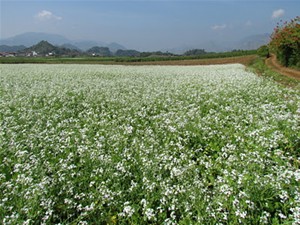Voyage au Moc Chau - la saison de la floraison des crucifères à fleurs blancs