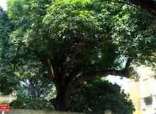 Hanoi: des arbres du temple de voi phuc reconnus patrimoine national