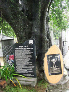 Un plaqueminier de 312 ans, arbre de l'héritage