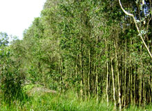 Kiên giang : le tourisme pour protéger les forêts