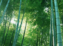 Le bambou du vietnam à l'honneur