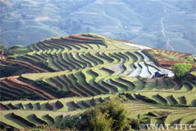 Le circuit touristique à travers trois patrimoines des rizières en gradins célèbres