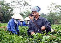 La fête internationale trouve sa tasse de thé à thai nguyên