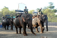 De grandes cartes postales sur nos éléphants