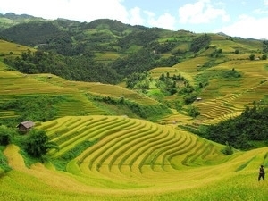 Le tây bac fait des rizières en gradin un atout touristique