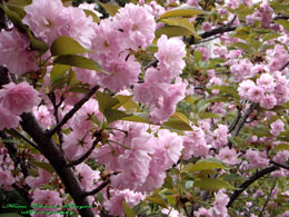 Le japon plante un millier de cerisiers pour les offrir à hanoi