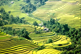 Les rizières en terrasses de hoang su phi à l’honneur