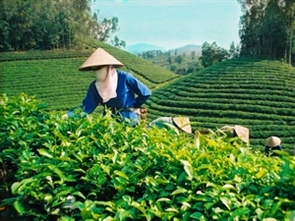 Immersion dans l’univers du thé à Thai Nguyên