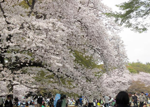 Les cerisiers japonais seront en fleurs à Ha Long