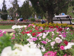 Da lat, ville de festivals de fleurs du vietnam