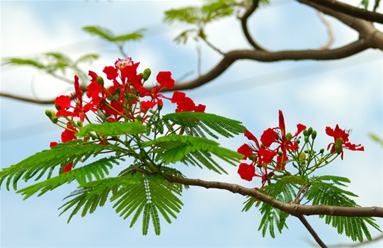 Festival de flamboyants rouges de hai phong – un pas préparatif pour lannée nationale du tourisme 2013