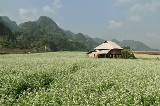 Voyage au Moc Chau - la saison de la floraison des crucifères à fleurs blancs