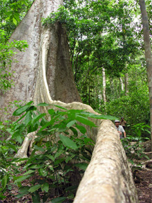 Éducation à la nature dans le parc national de cat tiên