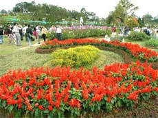 Les floralies de dà lat en célébration du millénaire de hanoi