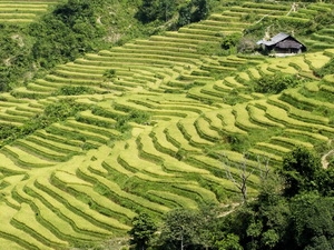 L’ouverture de la semaine « rizières en gradins de mu cang chai »