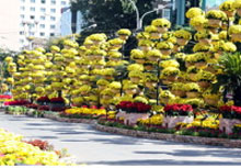 Symphonie de fleurs dans l'avenue nguyên huê à hô chi minh-ville