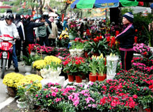 Hanoi : 50 marchés des fleurs de printemps