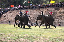 Buôn ma thuôt : les éléphants "athlètes" enflamment la piste