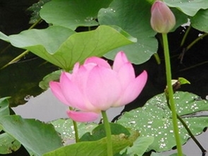 Vote : le lotus rose, fleur emblème du vietnam ?