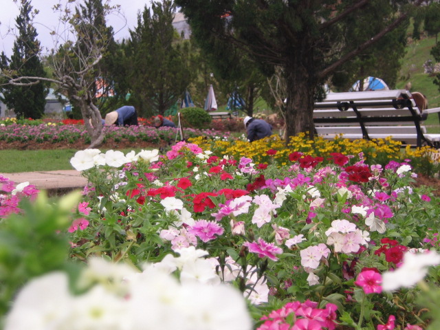 Da lat, ville de festivals de fleurs du vietnam