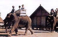 A dak lak, une coopérative offre des voyages à dos d'éléphant