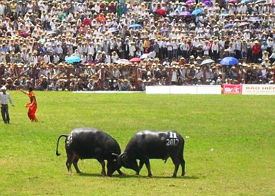 Dô son: plus de 30.000 entrées à la fête des combats de buffles