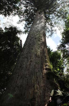 Deux arbres millénaires à Thanh Hoa classés patrimoines nationaux