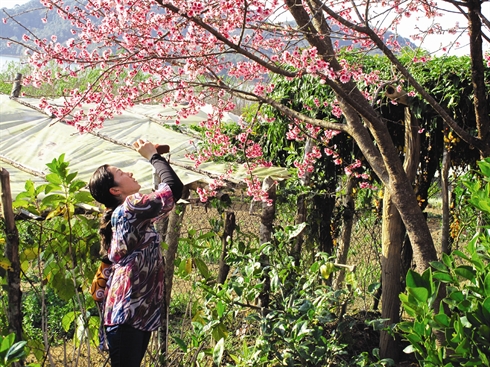 Les cerisiers Sakura sont en fleurs à Muong Phang