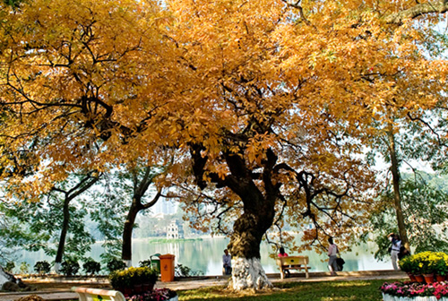 Concours de photographie "L'automne Hanoi-Paris"